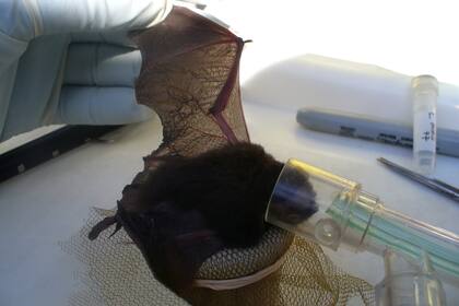 Un equipo del CONICET liderado por Marcela Orozco focaliza sus investigaciones en el estudio de reservorios silvestres de diversos patógenos, algunos de los cuales son emergentes.