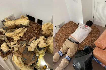 Un especialista de control de plagas quedó impresionado, a pesar de tener más de 20 años de experiencia, con la cantidad de bellotas que encontró en una propiedad