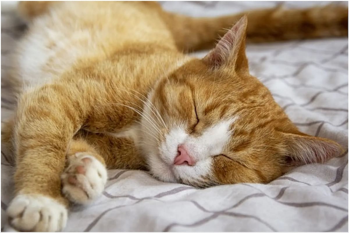 Un especialista indicó que los gatos duermen entre 12 y 16 horas al día