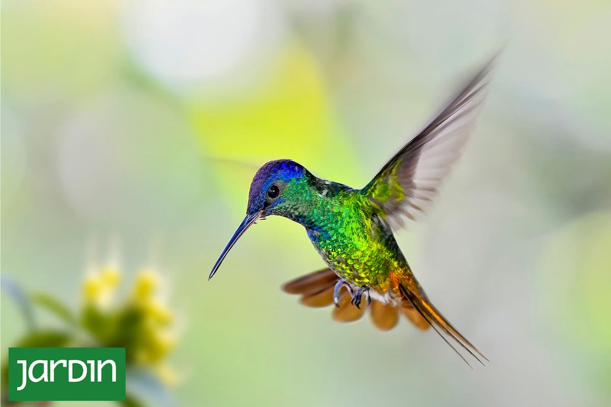 Un espectáculo natural que ocurre a metros de tu casa