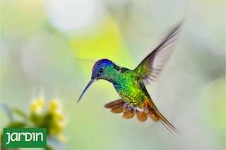 Cómo reconocer las especies más comunes del ave pequeña y veloz que visita los jardines