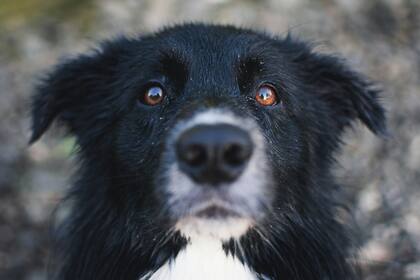 Un estudio a cargo de Royal Society Open Science confirmó que los perros cambiaron el color de sus ojos a lo largo de los años