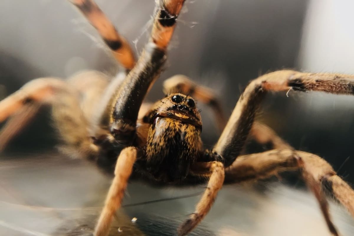 Un estudio científico advirtió grandes cambios en el comportamiento de esta especie de arácnidos