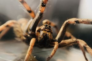 Un estudio científico advirtió grandes cambios en el comportamiento de esta especie de arácnidos