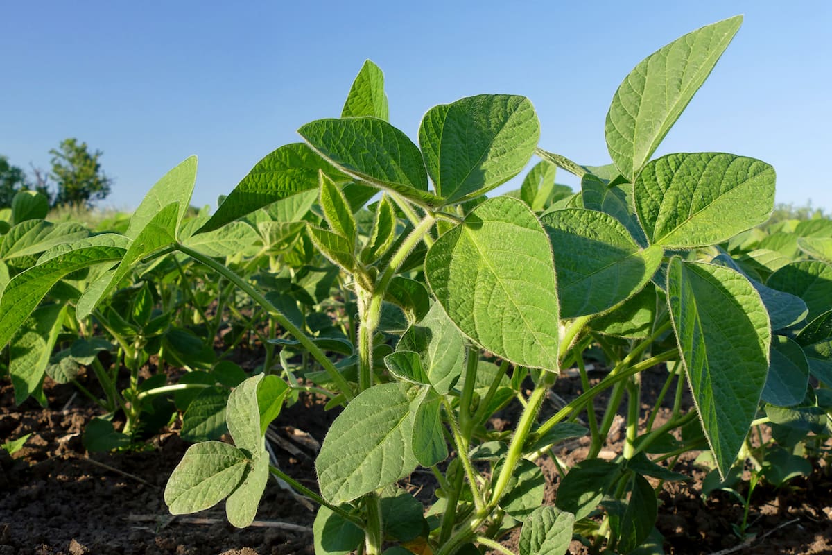 Un estudio científico descubrió la razón por la que las plantas son verdes