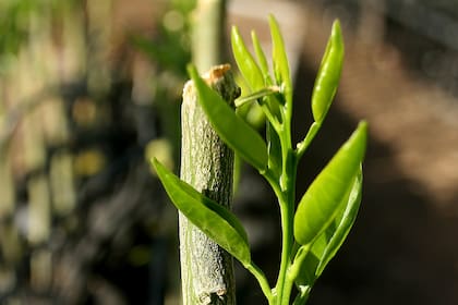 Un estudio científico descubrió la razón por la que las plantas son verdes