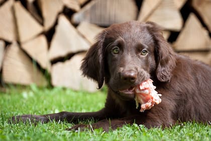 Un estudio científico determinó que la textura de los alimentos es indispensable para los perros