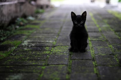 Un estudio científico se adentró en el comportamiento felino de la fauna nórdica