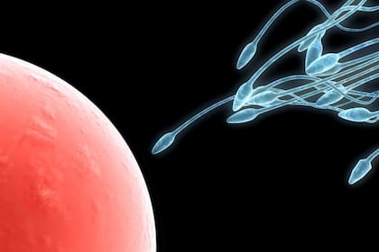 Un estudio científico utilizó técnicas microscópicas en 3D para descubrir la verdadera manera de moverse de las células reproductoras masculinas