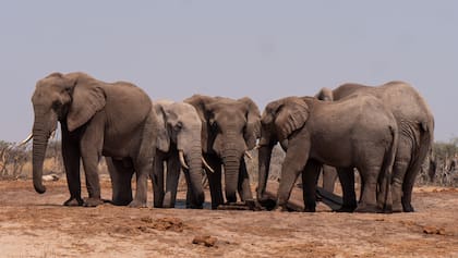 Un estudio de 14 meses en Kenia demuestra que los elefantes usan nombres individuales