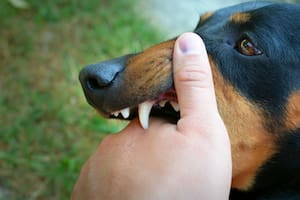 Un estudio de Harvard reveló qué hay detrás de la agresividad de algunos perros