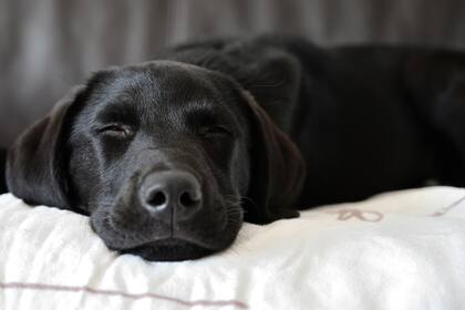 Un estudio del MIT descubrió que la actividad cerebral en la fase REM de los perros es sorprendentemente similar a la de los humanos