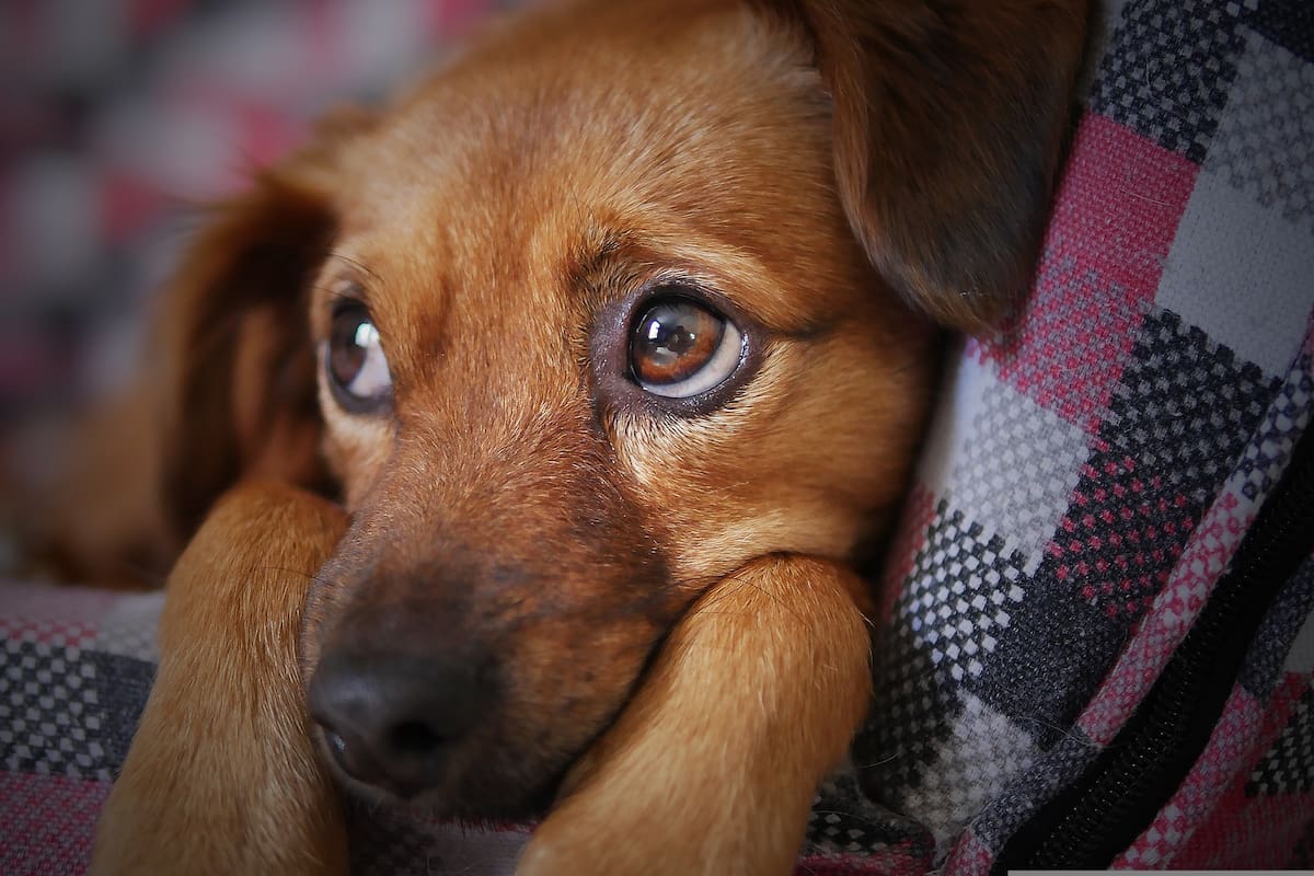 Un estudio demostró que la edad y la raza tienen una influencia significativa en la percepción visual de los perros