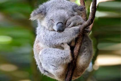 Un estudio demostró que ver videos de animales tiernos reduce la presión sanguínea, la ansiedad y contribuye al bienestar mental