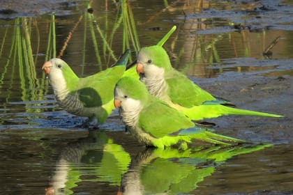 Un estudio demuestra que la cotorra argentina, introducida en Chile desde los años 80, puede generar problemas para la salud humana y ambiental.