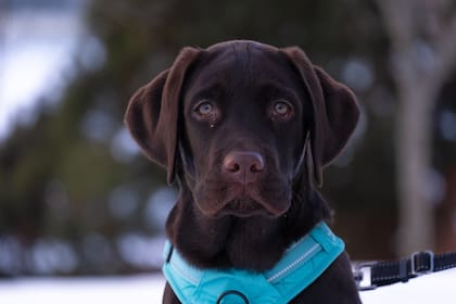 Un estudio descubrió que los labradores chocolate muestran más agitación al ser ignorados