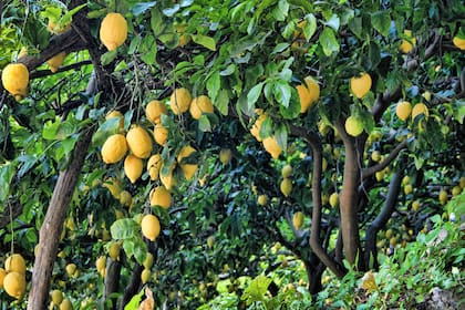 Un estudio destaca que los componentes del NPK trabajan mejor juntos al mejorar el cultivo y la calidad de los frutos, que cuando se aplican por separado