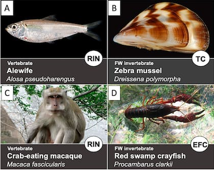 Un estudio determinó que cuatro especies tienen mayor probabilidad de volverse una amenaza en Florida