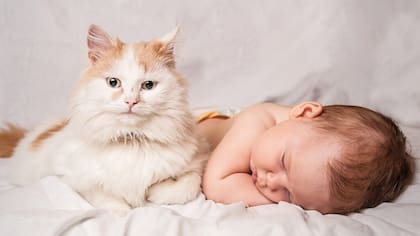 Un estudio determinó que los gatos tienen mayor poder de comprensión que los bebés