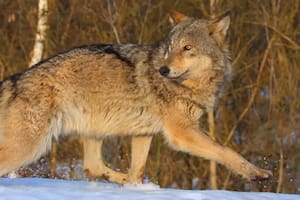 Un estudio encontró que la población de lobos era siete veces mayor en la zona de exclusión de Chernóbil que en otras reservas naturales cercanas