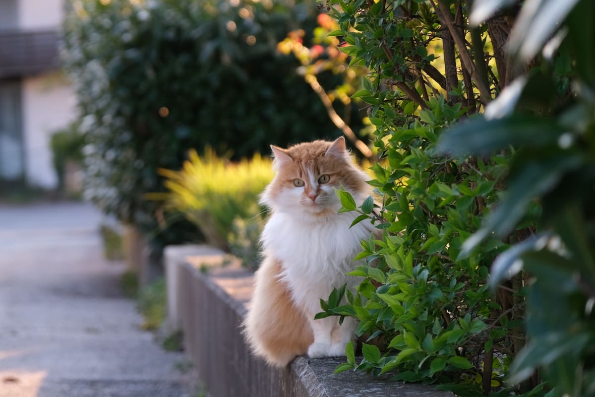 Un estudio explicó por qué los gatos comen pasto