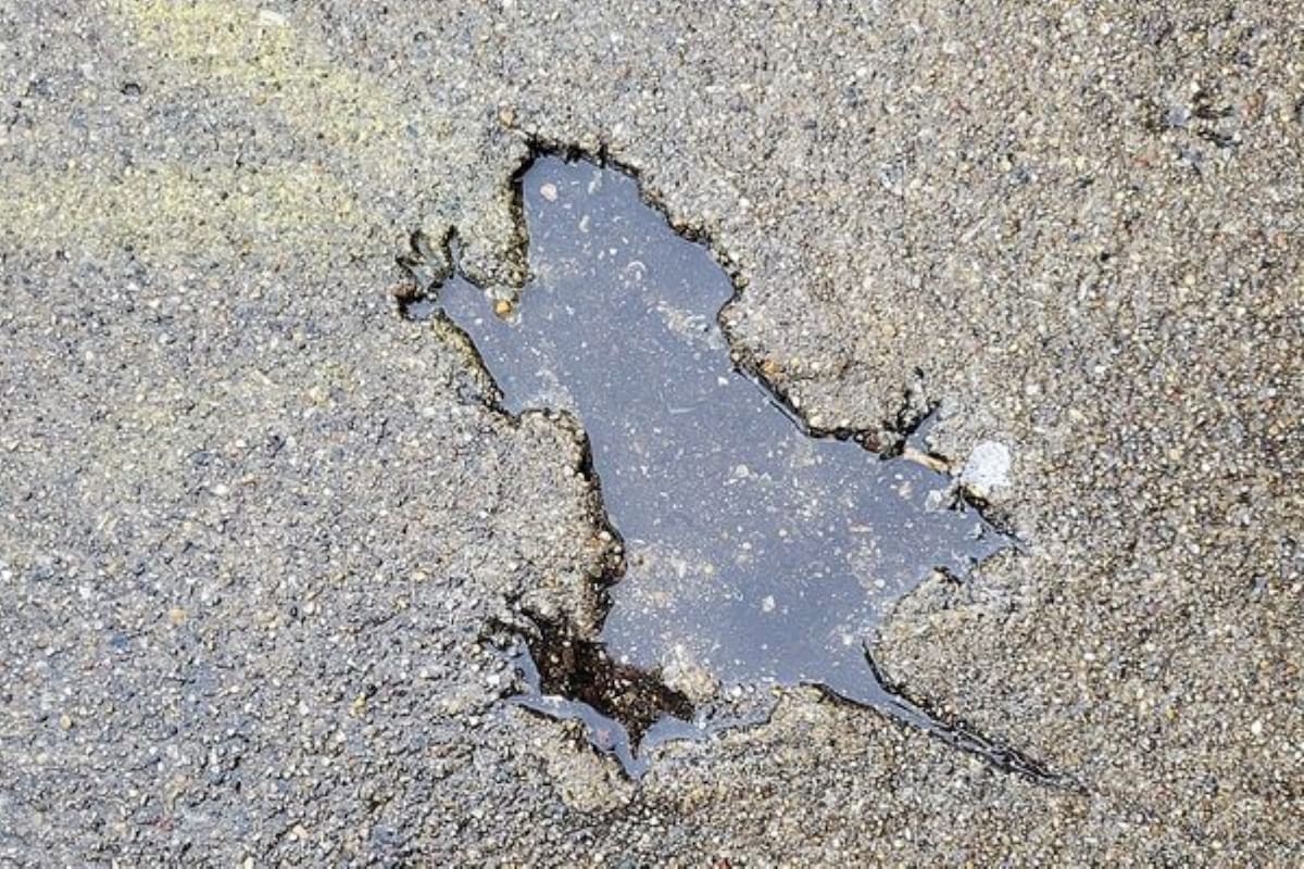 Un estudio le puso fin al misterio y reveló que especie causó "el agujero de la rata" en Chicago