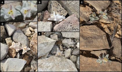 Un estudio publicado en PhytoKeys reveló que la nueva especie pertenece a la subtribu Tetraneurinae, grupo conocido por sus propiedades terapéuticas