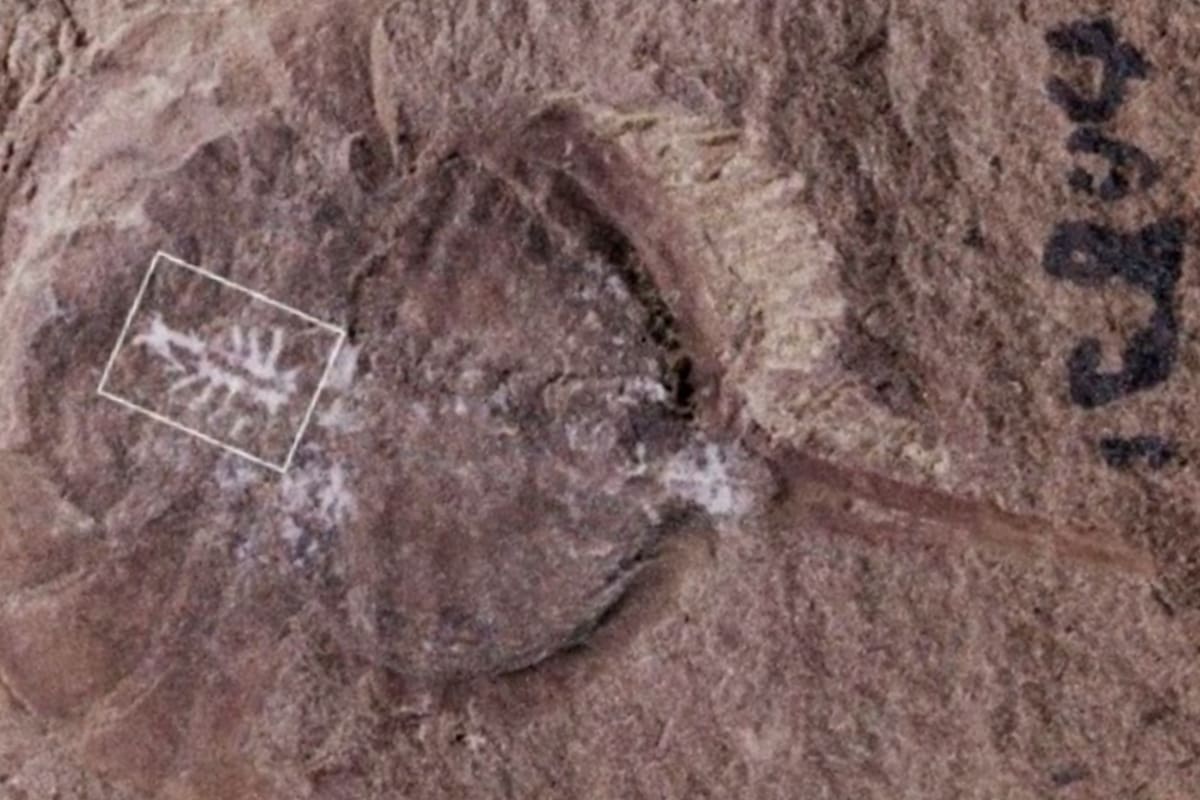 Un estudio publicado recientemente muestra cómo se conservó el sistema nervioso central de un cangrejo herradura de más 310 millones de años