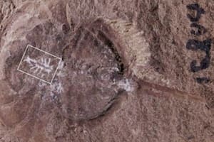 Un estudio publicado recientemente muestra cómo se conservó el sistema nervioso central de un cangrejo herradura de más 310 millones de años