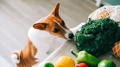 Un estudio puso en duda cuál es el verdadero alimento preferido de los perros