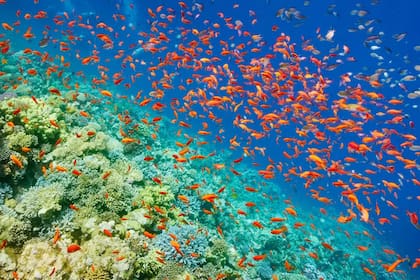 Un estudio realizado por 16 universidades asegura que los oceános se están recuperando y que podrían seguir haciéndolo si en los próximos años se aplican una serie de medidas que consolide el proceso.