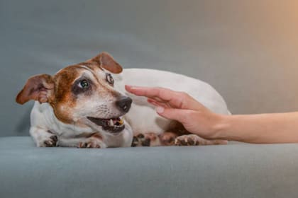 Un estudio realizado por Akiko Takoaka reveló cómo es la reacción de los perros ante la maldad (Foto Pexels)