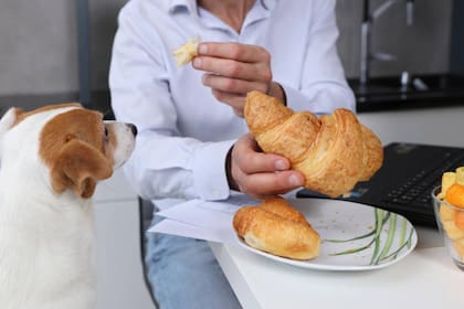 Un estudio realizado por la Universidad Nacional de Colombia en su sede Palmira puso de manifiesto las consecuencias negativas de humanizar a las mascotas, entre ellas ofrecerles todo tipo de comidas