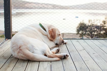 Un estudio reciente indica que los perros, en particular las hembras, pueden absorber el estrés de sus dueños
