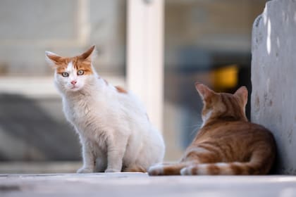 Un estudio reveló cómo se comportan los gatos noruegos