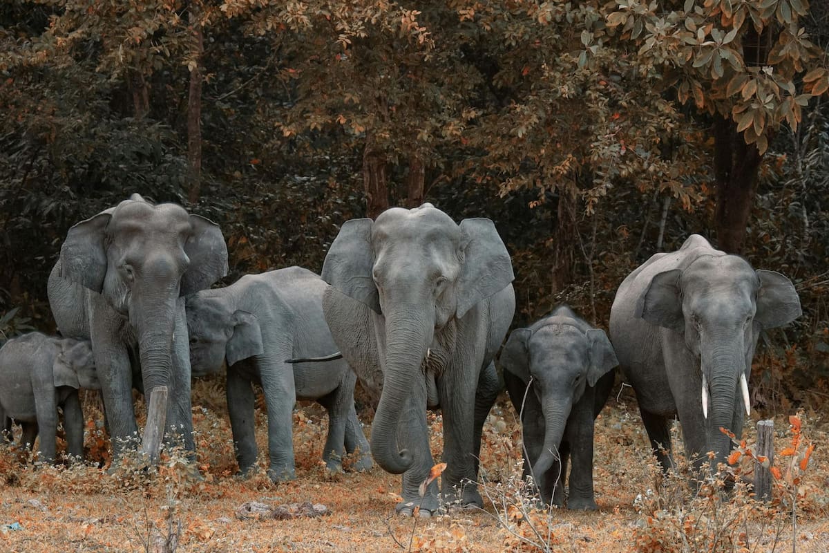 Un estudio reveló detalles sobre cómo es la memoria de los elefantes