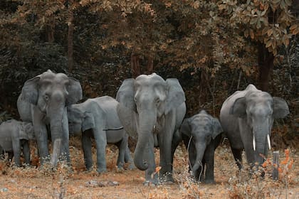 Un estudio reveló detalles sobre cómo es la memoria de los elefantes