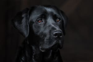 Un estudio reveló la verdad sobre el mito que asegura que los perros pueden percibir la maldad