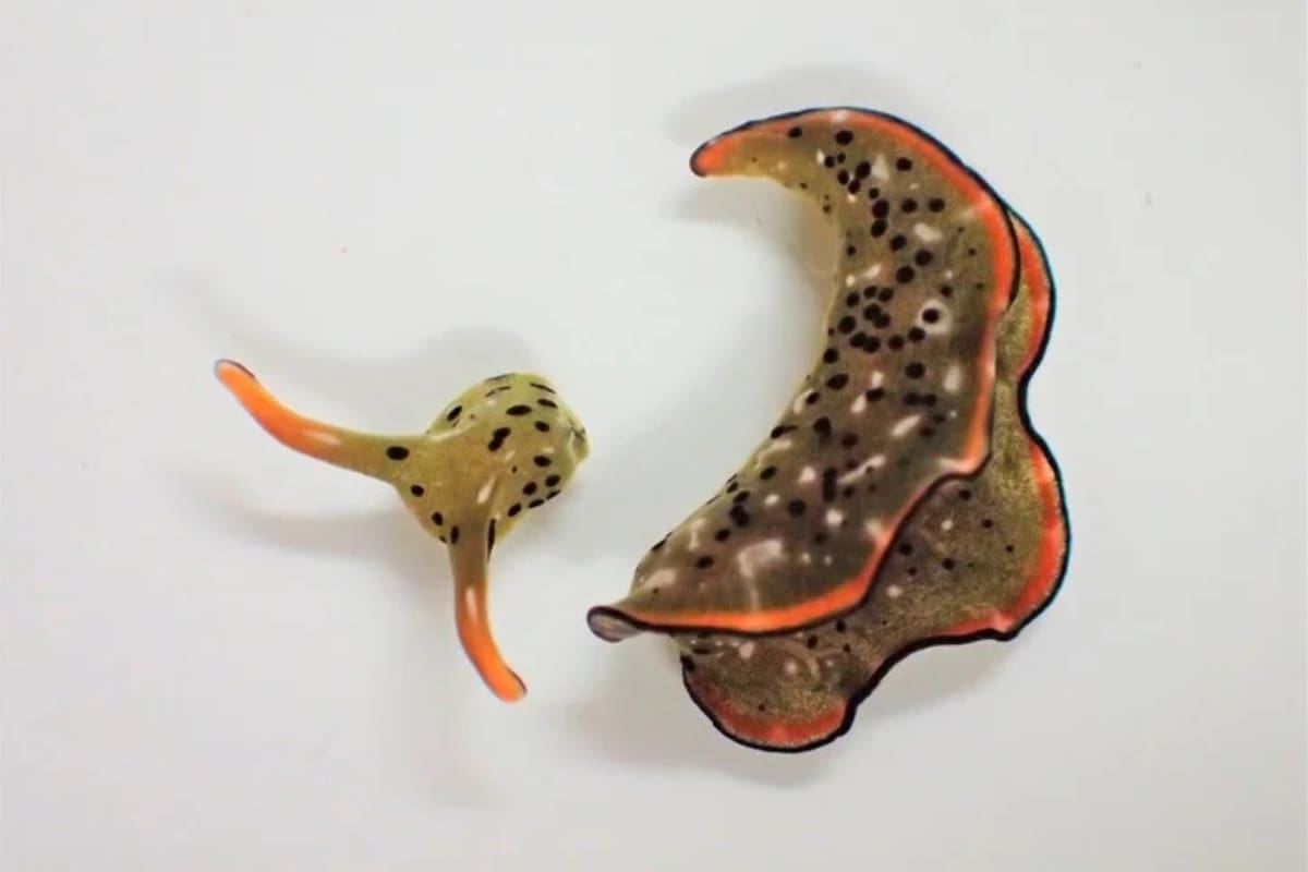 Un estudio reveló que existen dos especies de babosas marinas que son capaces de generar un cuerpo completo con corazón y órganos internos a partir de la auto decapitación