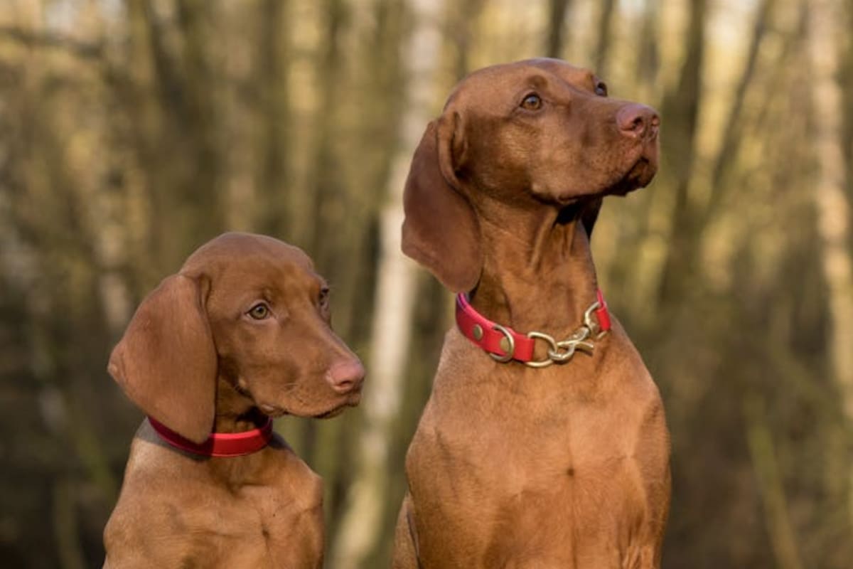 Un estudio reveló qué hay que hacer para evitar reacciones de los perros ante desconocidos (Foto Pexels)