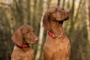 Un estudio reveló qué hay que hacer para evitar reacciones de los perros ante desconocidos (Foto Pexels)