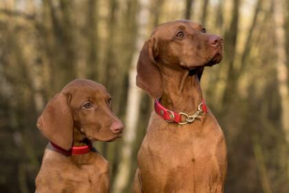 Un estudio reveló qué hay que hacer para evitar reacciones de los perros ante desconocidos (Foto Pexels)