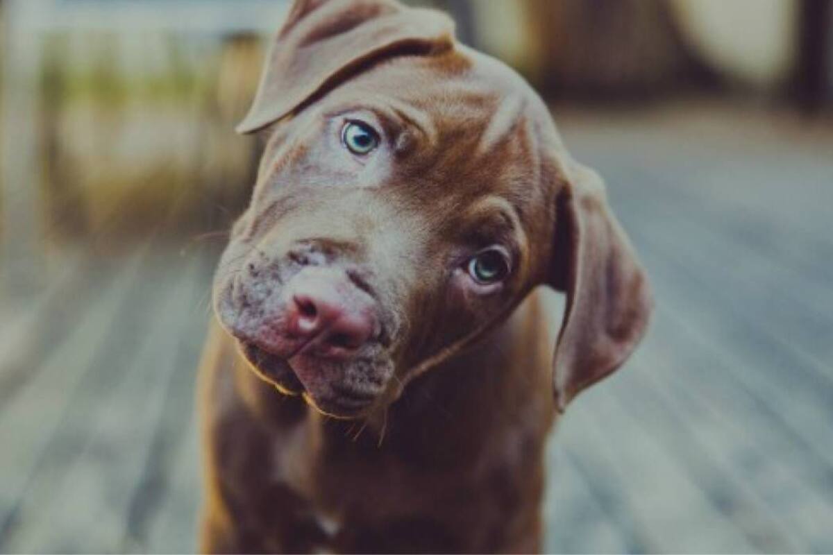 Un estudio reveló si los perros pueden comerse a su dueño