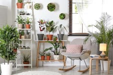 La planta que hay que poner en la entrada del hogar para atraer la abundancia, según el Feng Shui