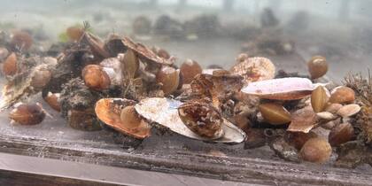 Un estudio sobre braquiópodos vivos como estos, recogidos en la isla de San Juan, contribuyó a entender cómo los organismos se ven afectados por el aumento en la temperatura del mar