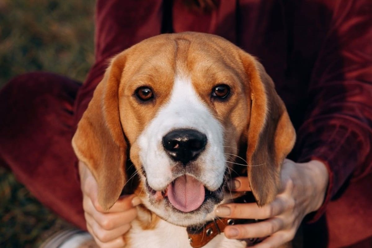 Un estudio trabaja sobre la esperanza de vida del perro de acuerdo a su tamaño