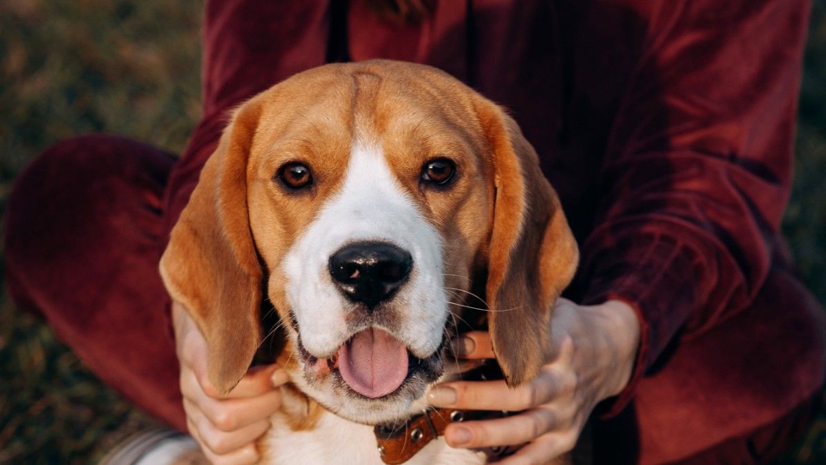 Un estudio trabaja sobre la esperanza de vida del perro de acuerdo a su tamaño