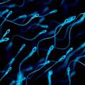 La bacteria inesperada en el semen que podría afectar las chances de tener un hijo