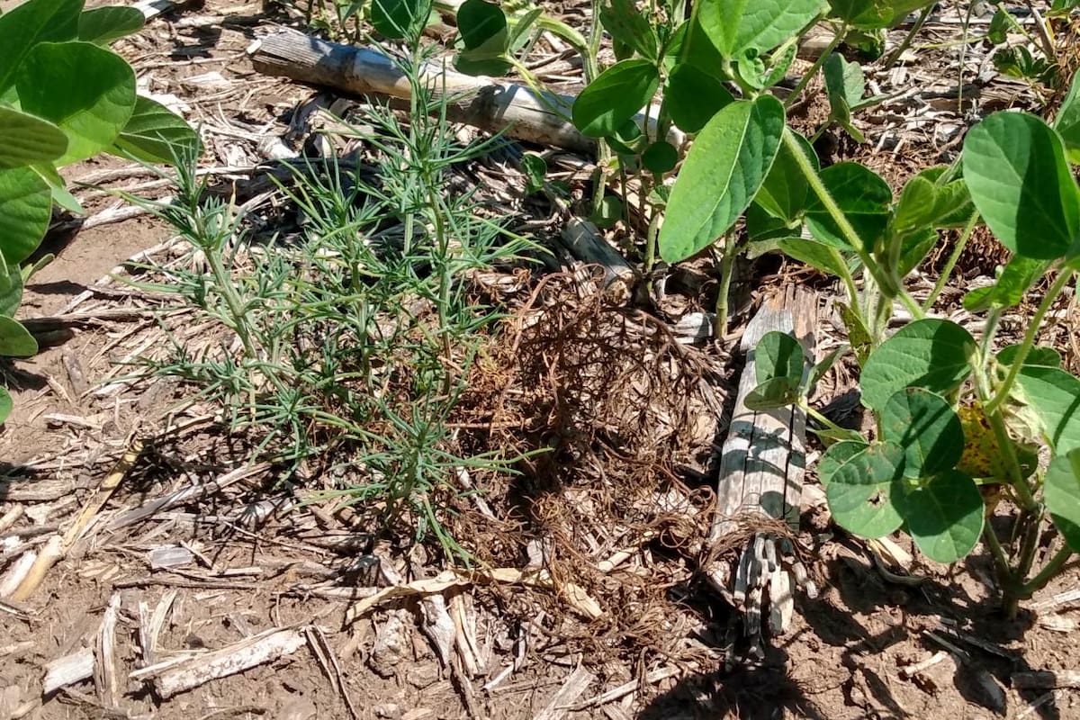 Un experimento realizado en el oeste bonaerense confirmó la resistencia al glifosato del cardo ruso, según lo informó Aapresid