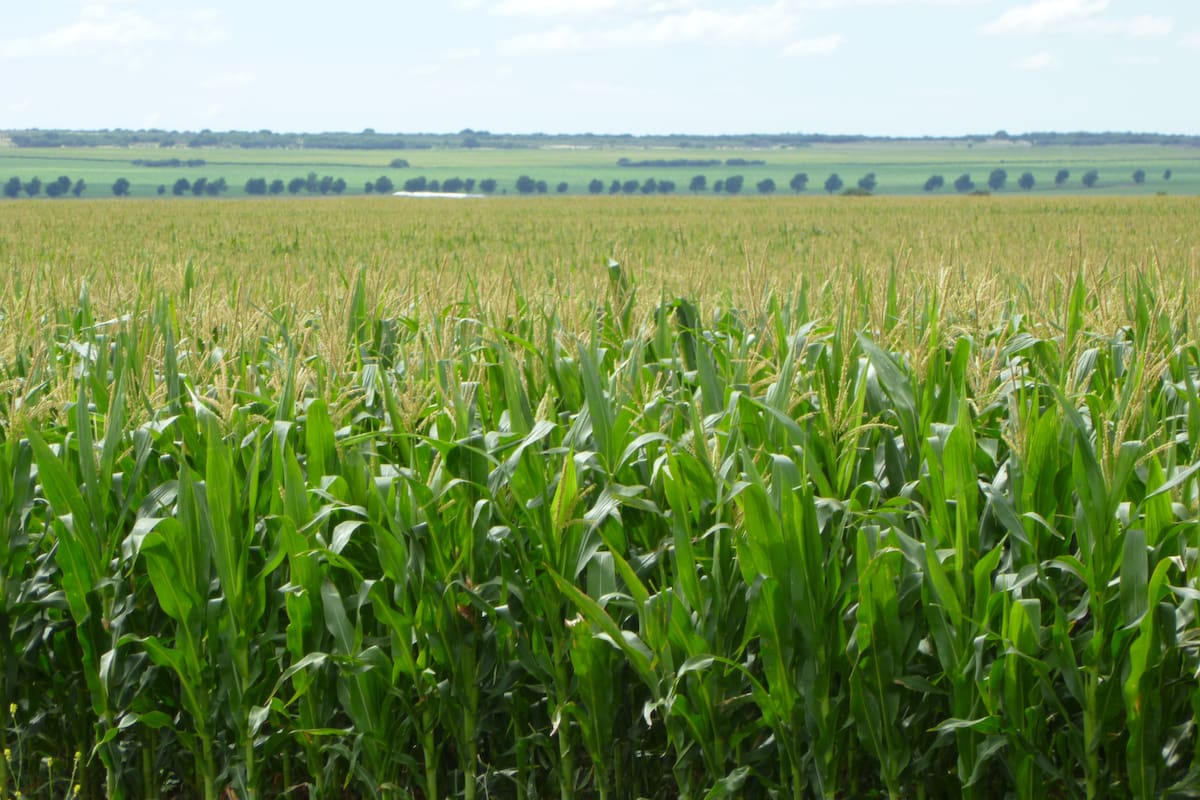 Un experto del INTA explicó cuál es la mejor forma de gestionar el agua ante un clima cambiante tras el paso de La Niña